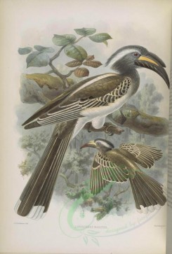 birds-03021 - African Grey Hornbill [4674x6929]