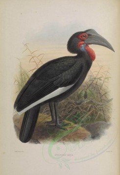 birds-03063 - Southern Ground Hornbill [4526x6610]