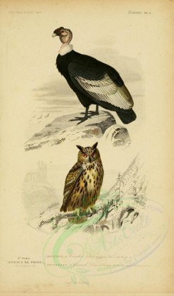 birds-04580 - Andean Condor, Eurasian Eagle-Owl [2164x3677]