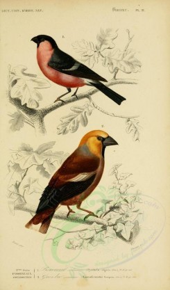 birds-04587 - Bullfinch, Hawfinch [2164x3677]
