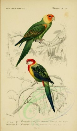 birds-04589 - Carolina Parakeet, Eastern Rosella [2164x3677]