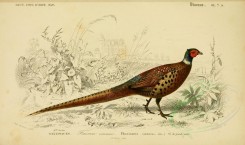 birds-04593 - Common Pheasant [3662x2164]