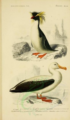 birds-04594 - Crested Penguin, Wandering Albatross [2164x3677]