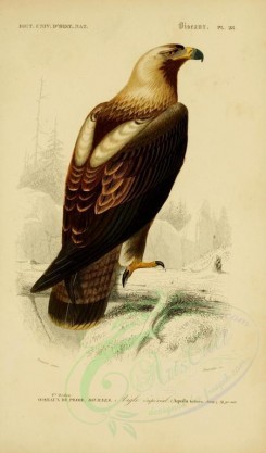 birds-04598 - Eastern Imperial Eagle [2164x3677]