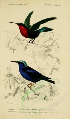 birds-04604 - Garnet Hummingbird, Red-legged Honeycreeper [2164x3677]