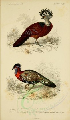 birds-04608 - Great Curassow, Western Tragopan [2164x3677]