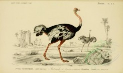 birds-04615 - Ostrich [3662x2164]