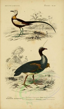 birds-04618 - Pheasant-Tailed Jacana, Horned Screamer [2164x3677]