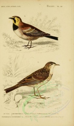 birds-04624 - Richard's Pipit, Horned or Przewalski's Lark [2164x3677]