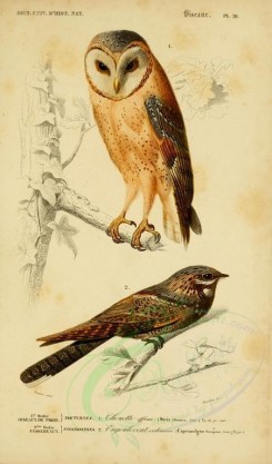 birds-04630 - White Owl, European Nightjar [2164x3677]