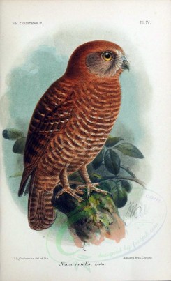 birds-05961 - Christmas Boobook or Christmas Island Hawk-Owl [2608x4281]