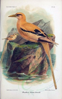 birds-05964 - White-tailed Tropicbird (Golden Bosun) [2672x4241]
