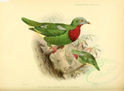 birds-07677 - Claret-breasted Fruit Dove [3613x2676]