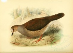 birds-07680 - Grey-chested Dove [3613x2676]