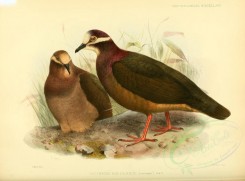 birds-07683 - Olive-backed Quail-Dove [3613x2676]