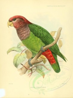 birds-07687 - Speckle-faced Parrot [2675x3622]