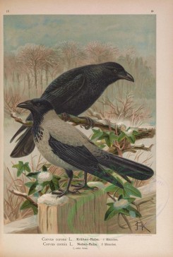 birds-07718 - Bastard of the Raven and Hooded Crow [5060x7503]