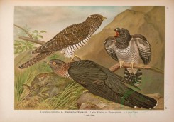 birds-07724 - Common Cuckoo, 2 [7261x5060]
