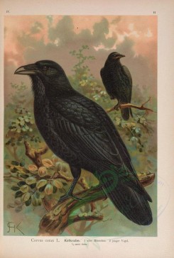 birds-07727 - Common Raven [5060x7503]