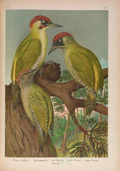 birds-07730 - Eurasian Green Woodpecker [5105x7300]