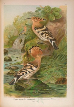 birds-07731 - Eurasian Hoopoe [5059x7265]