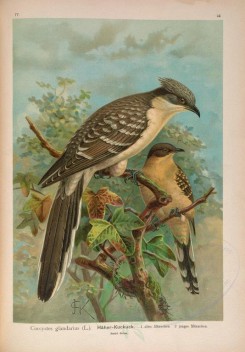 birds-07734 - Great Spotted Cuckoo [5059x7265]