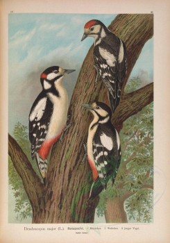 birds-07735 - Great Spotted Woodpecker [5105x7300]