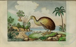birds-12762 - Kiwi [3623x2238]