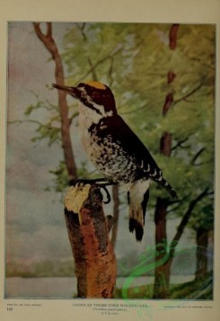 birds-12859 - American Three-toed Woodpecker, picoides americanus [3129x4547]