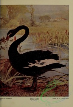 birds-12864 - Black Swan, cygnus atratus [3108x4547]