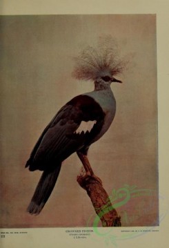 birds-12868 - Crowned Pigeon, goura coronata [3108x4547]