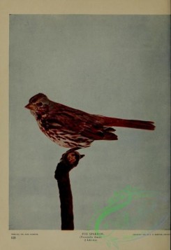 birds-12872 - Fox Sparrow, passerella iliaca [3129x4547]