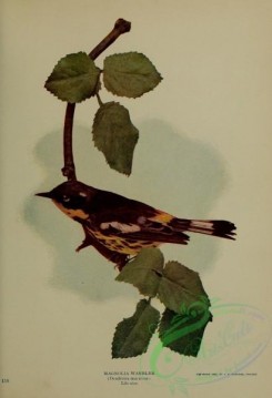 birds-12877 - Magnolia Warbler, dendroica maculosa [3108x4547]