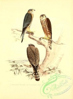 birds-13215 - Emerillon Hagard (Fr) [2620x3551]