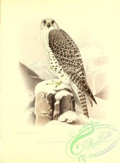 birds-13216 - Falcon, 2 [2620x3551]