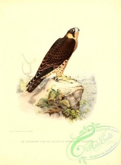 birds-13218 - Falcon, 4 [2620x3551]