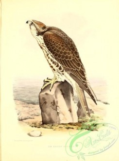 birds-13225 - Sacre Hagard (Fr) [2620x3551]
