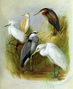 birds-14751 - Buff-backed Heron, Little Egret, Common Heron, Purple Heron, Great White Heron [3476x4225]