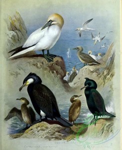 birds-14755 - Gannet, Cormorant, Shag [3485x4261]