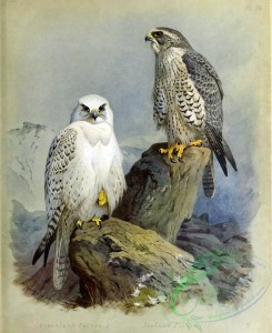 birds-14757 - Greenland Falcon, Iceland Falcon [3476x4256]