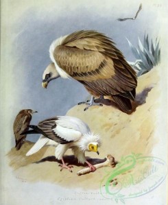 birds-14758 - Griffon Vulture, Egyptian Vulture [3487x4250]