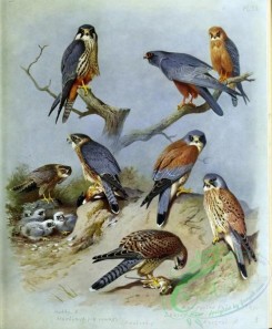 birds-14761 - Hobby, Merlin, Kestrel, Red-footed Falcon, Lesser Kestrel, Kestrel [3512x4255]
