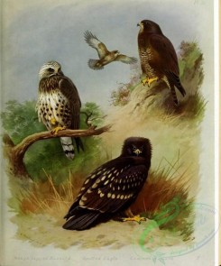birds-14764 - Rough legged Buzzard, Spotted Eagle, Common Buzzard [3521x4231]