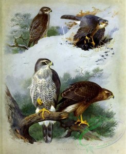 birds-14766 - Sparrow Hawk, Goshawk [3459x4234]