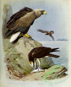 birds-14768 - White-tailed or Sea Eagle, Osprey [3459x4217]