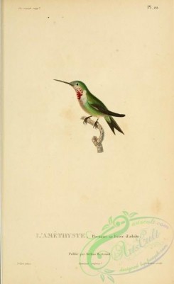birds-14814 - Amethyst Woodstar, 3 [2197x3587]
