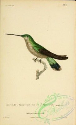 birds-14816 - Blue-throated Hummingbird [2197x3587]