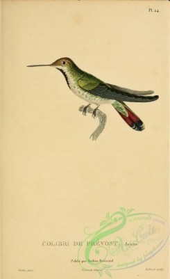 birds-14824 - Green-breasted Mango [2197x3587]