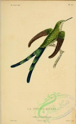 birds-14825 - Green-tailed Trainbearer [2197x3587]