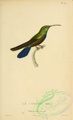 birds-14826 - Green-throated Carib [2197x3587]